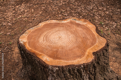 年輪・切り株、丸太、木の切断面