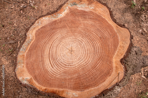 年輪・切り株、丸太、木の切断面
