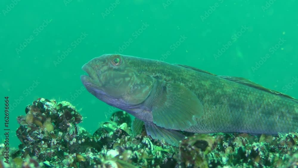 Fish Round goby (Neogobius melanostomus) lies on the top of the stone, close-up.
Fish Round goby (Neogobius melanostomus) lies on the top of the stone, close-up.