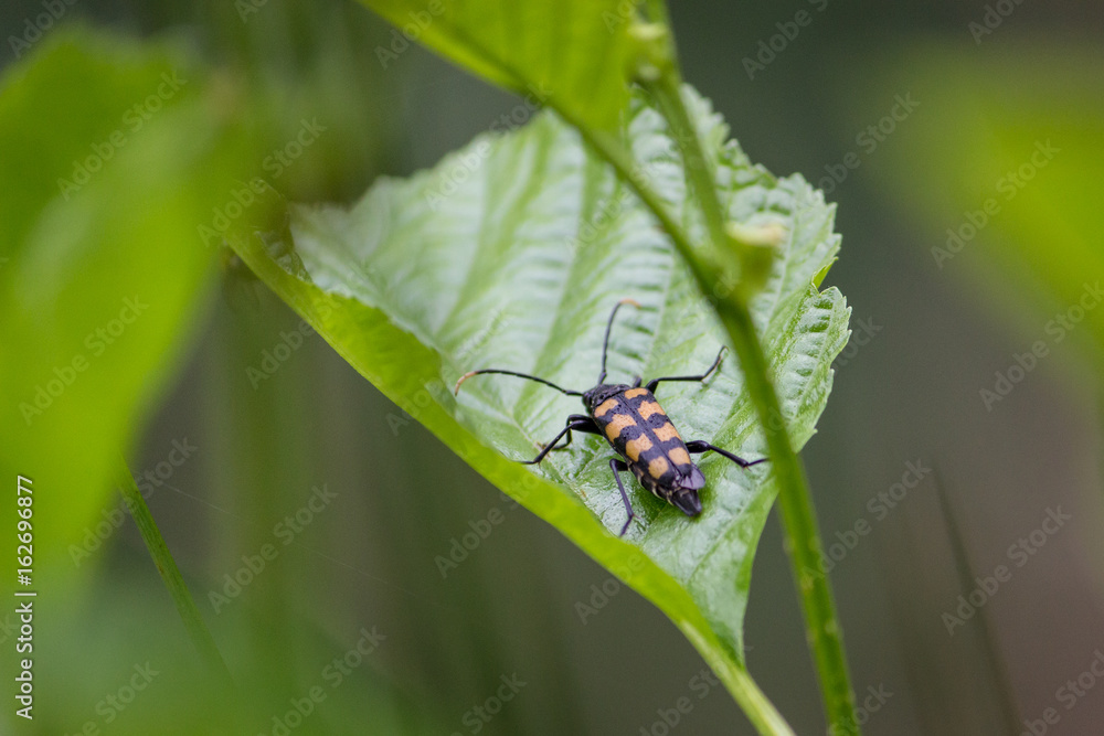 Fototapeta premium Black yellow beetle
