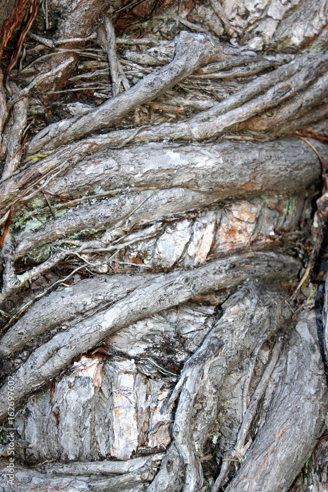 Abstract Image of a Gnarled Tree Trunk Abstract Image of a Gnarled Tree Trunk