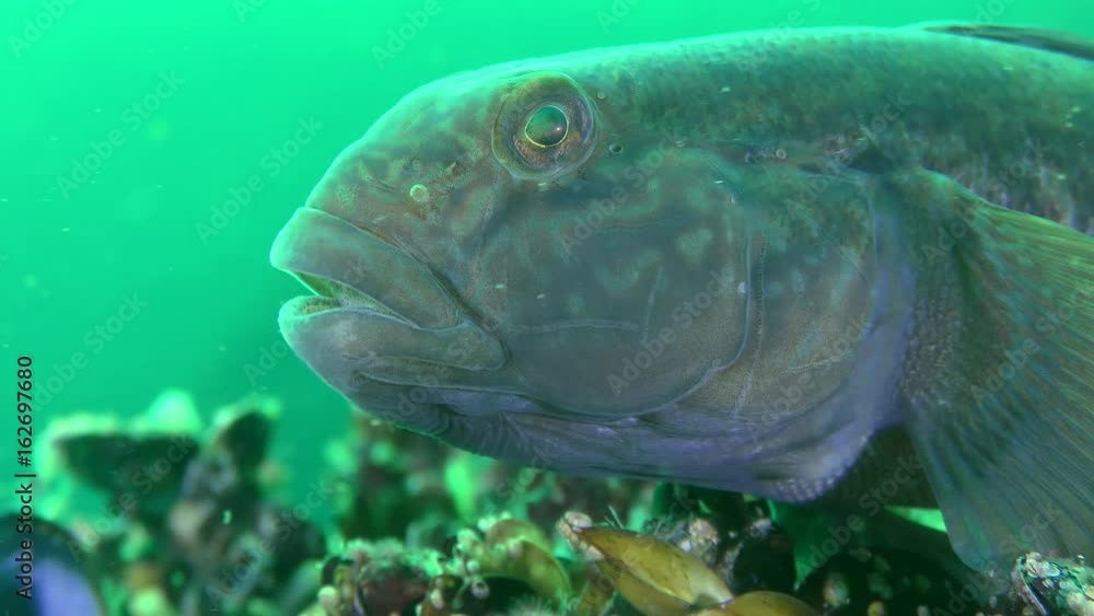 Round goby fish (Neogobius melanostomus): you can clearly see the ...