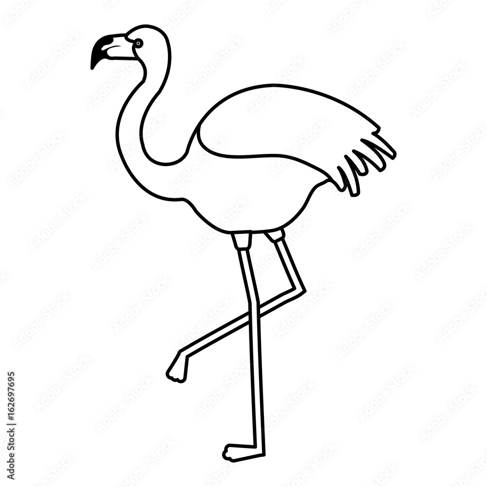 Fototapeta premium exotic flamingo tropical bird vector illustration design