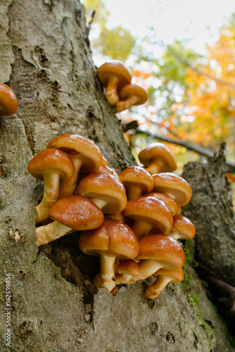 食用の野生キノコ ナメコ