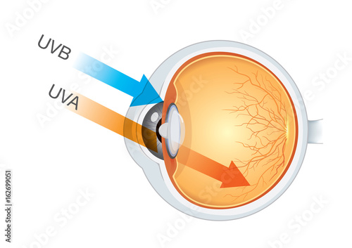 The difference of UVA and UVB from sunlight into eyes.. Illustration about medical and health.