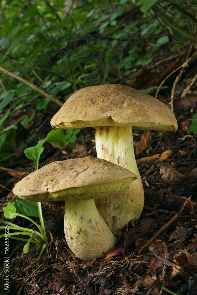 有毒の野生キノコ ドクヤマドリ StockFoto Adobe Stock