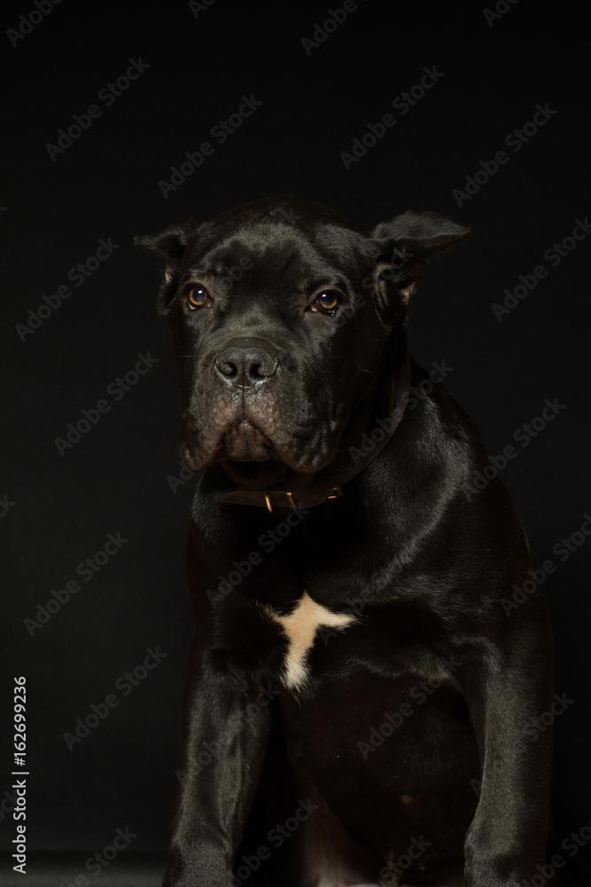 Puppy age 3 months of Cane Corso of black color, on a black background