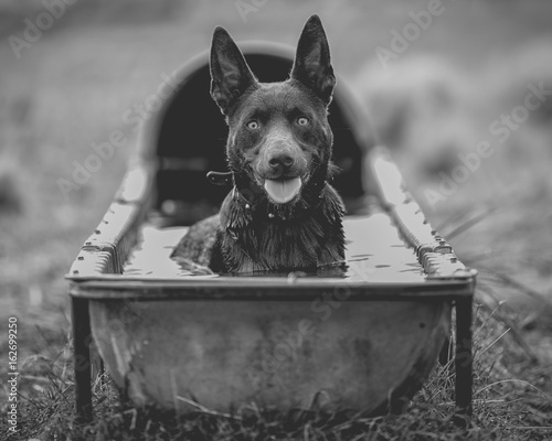 Photos Working Dog Bath Time