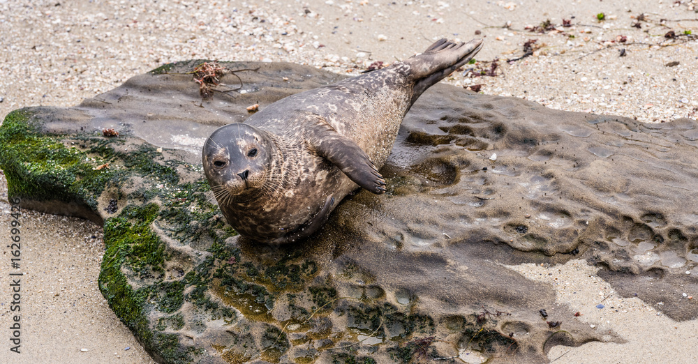 Obraz premium Harbor Seal on Beach
