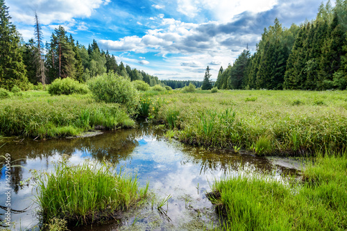 Beautiful summer landscape  forest  field  blue sky  swamp.