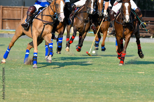 Polo horses player