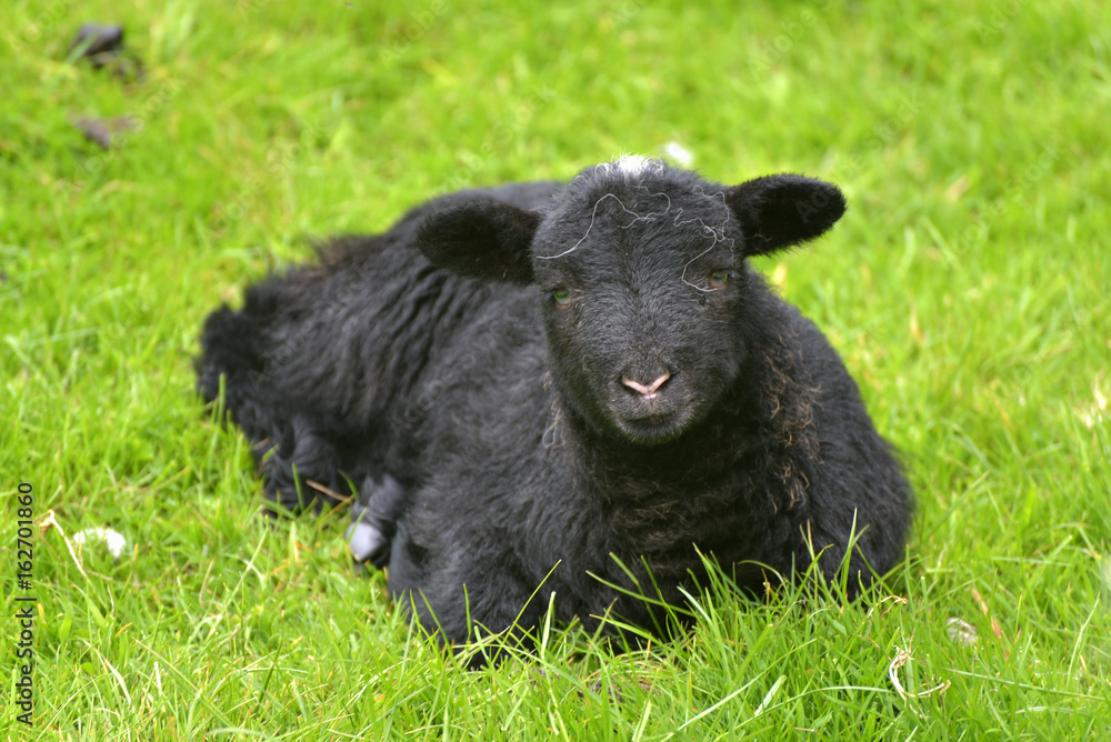 Fototapeta premium 3 Lamb near Coniston, English Lake District