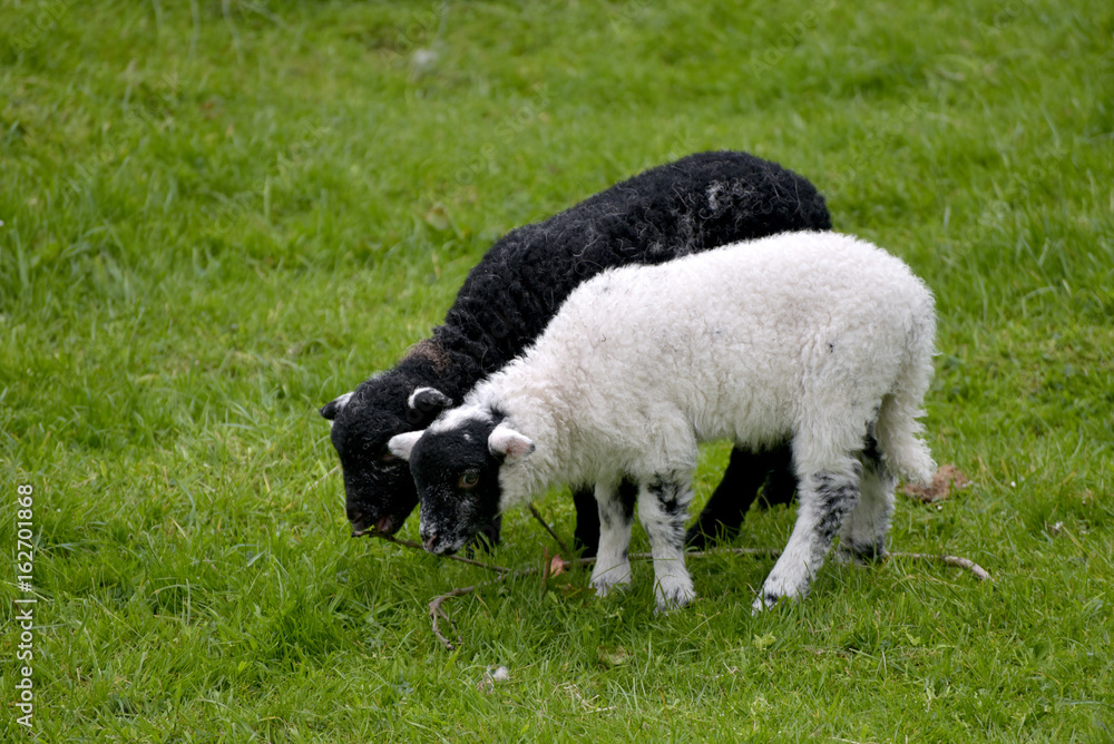 Obraz premium Black and white lambs, Coniston, English Lake District