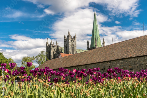 Nidaros Cathedral in Trondheim with violet tulips in the foreground. It is the largest medieval building in Scandinavia and the most important church in Norway. photo