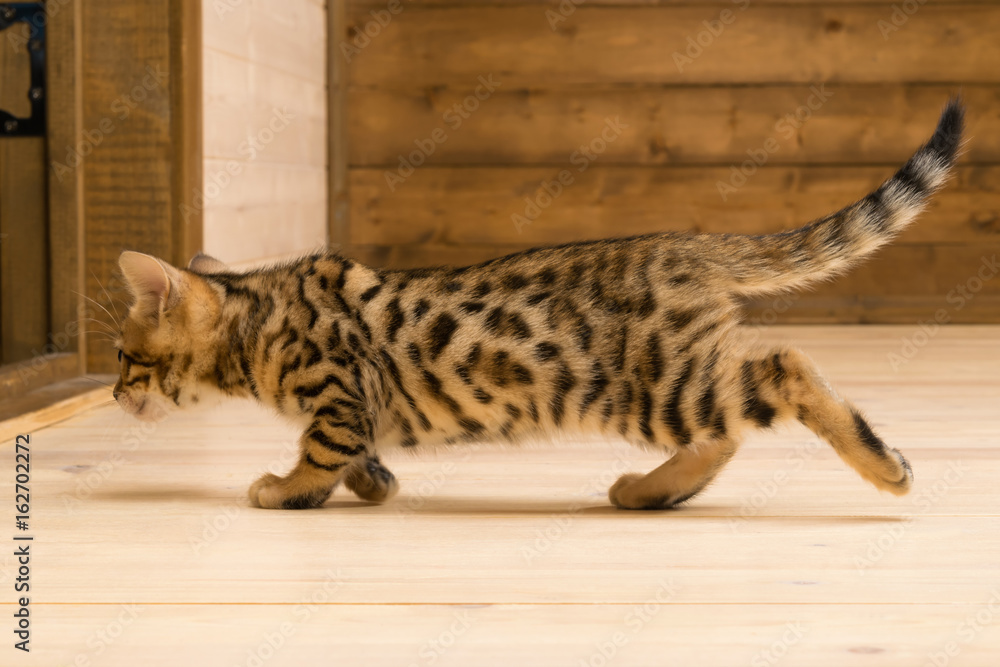 Naklejka premium Kitten similar to a tiger goes on a wooden floor