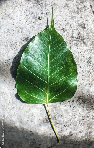 Pho tree leaf
