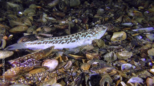 Dangerous fish Greater weever (Trachinus draco) lies on the bottom, then buries into the ground.
 photo