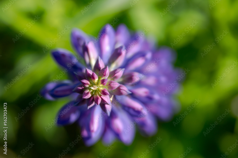 Purple flowers in a garden on summertime. Lupines top view. Purple flowers in a garden on summertime. Lupines top view.