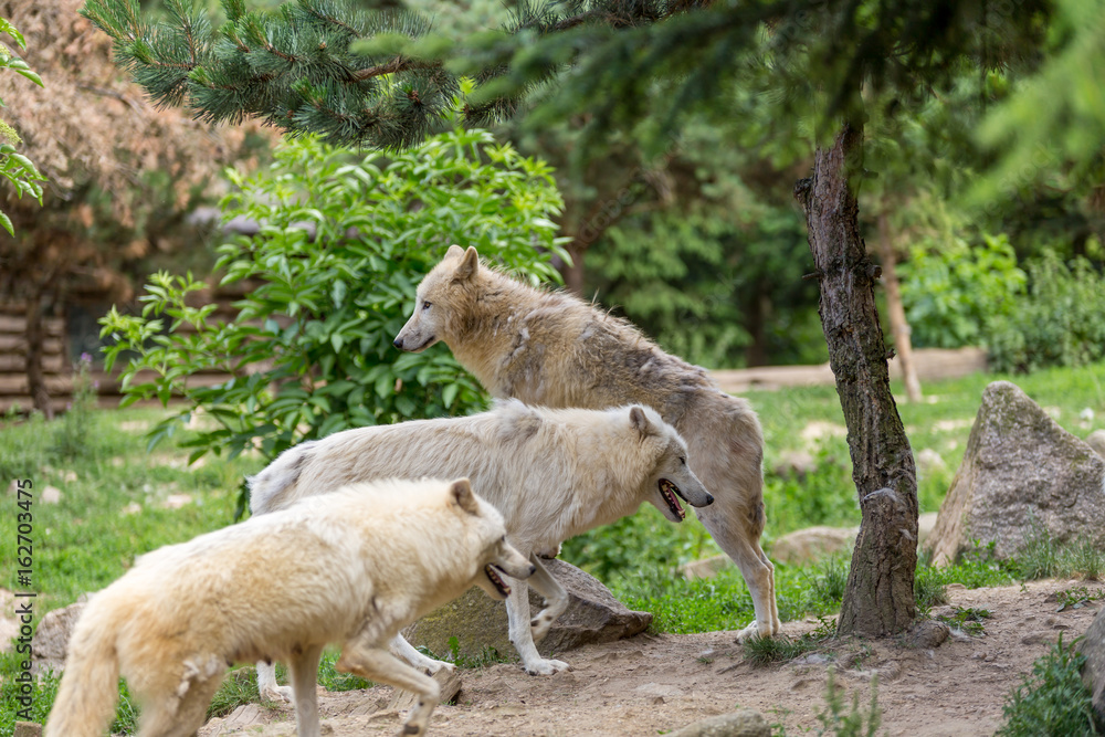 Fototapeta premium Three white wolves on a place with stones and greens trees