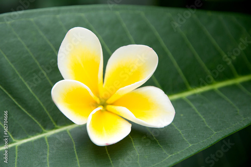 plumerias photo