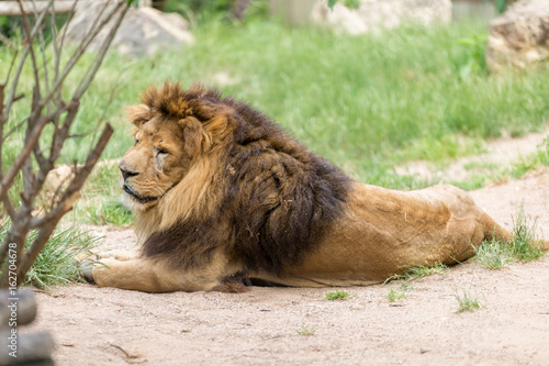 African lion male resting on the floor with grass on the background - side view
