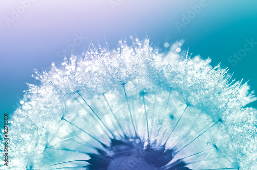 Fototapeta Dandelion closeup with water drops on a blue background. Beautiful macro of the dandelion.