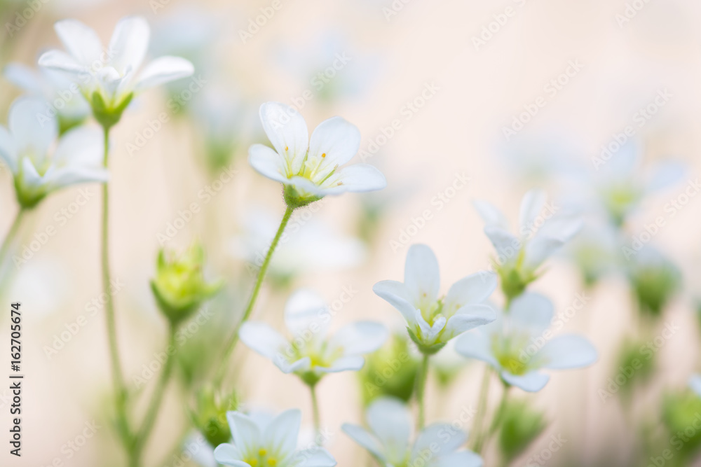 Small white flowers on a delicate pink background. artistic image of flowers saxifrage. Small white flowers on a delicate pink background. artistic image of flowers saxifrage.
