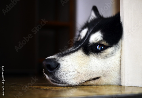 Bored Husky lying on the floor