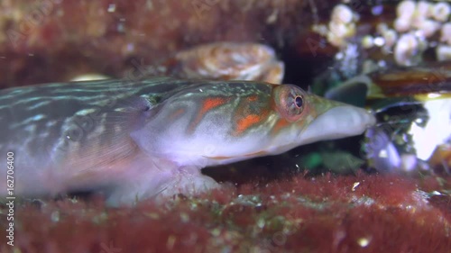 Sea fish Connemarra clingfish (Lepadogaster candolii) eats something, portrait.
 photo