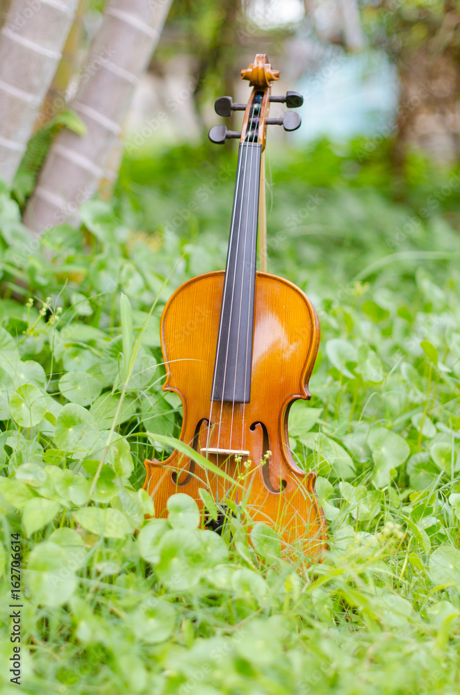 Old violin placed on a beautiful turnip grass. Old violin placed on a beautiful turnip grass.