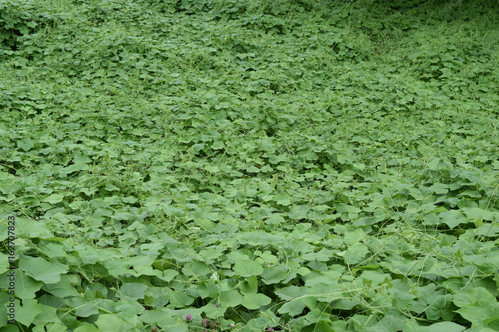 生い茂る雑草 生い茂る雑草
