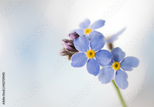 Close up of blooming  forget-me-not or myosotis  flower. photo