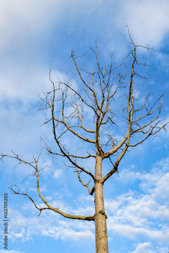 Leafless Tree On Beautiful Sky,Thailand. Leafless Tree On Beautiful Sky,Thailand.