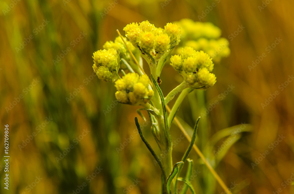 Medicinal plant helichrysum arenarium on a meadow Medicinal plant helichrysum arenarium on a meadow