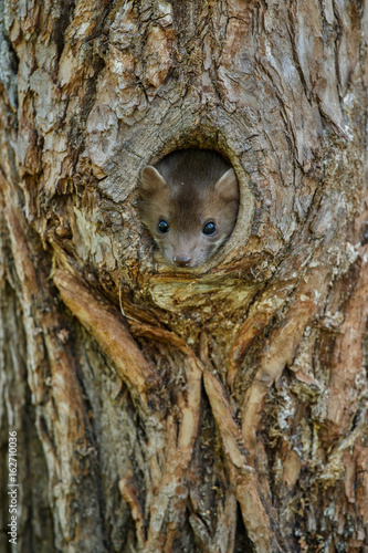 Beautiful cute beech marten, forest animal, Martes foina, Stone marten, detail portrait. Small predator with the tree trunk near forest. Czech republic, europe. photo