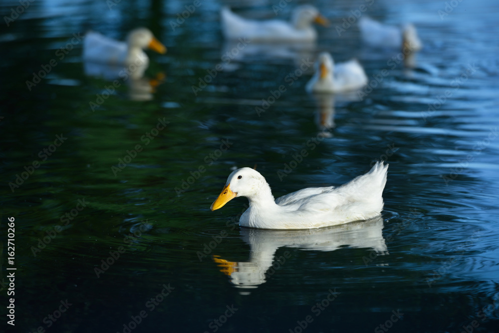 White duck floating in an artificial pond White duck floating in an artificial pond