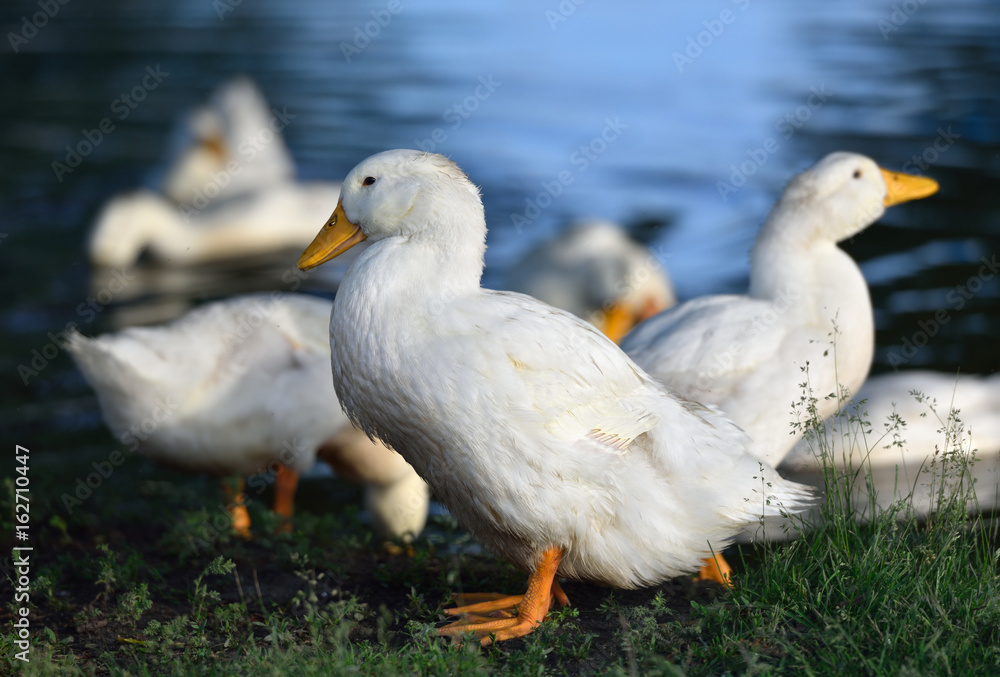 White ducks stand on the shore of the pond White ducks stand on the shore of the pond
