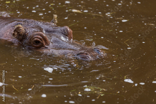 Close up of a Hippo (Hippopotamus amphibius) in the water