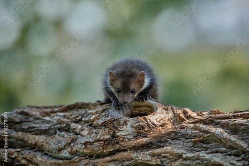 Beautiful cute beech marten, forest animal, Martes foina, Stone marten, detail portrait. Small predator with the tree trunk near forest. Czech republic, europe. © photocech