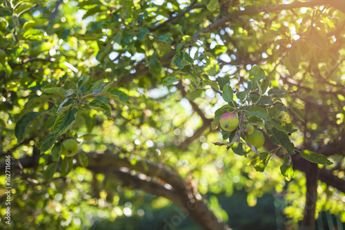 Apple Tree With Fruits On Sunny Day 