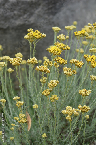 Fototapeta Naklejka Na Ścianę i Meble -  Mediterranean flowers close up