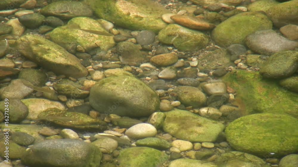 Very shallow clear river water over a pebbled river bed. Young fish (fry) are swimming around. Location is the river Wharfe in Yorkshire, England. Very shallow clear river water over a pebbled river bed. Young fish (fry) are swimming around. Location is the river Wharfe in Yorkshire, England.
