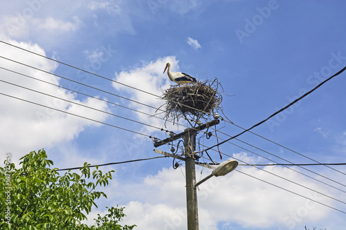 Stork in the nest