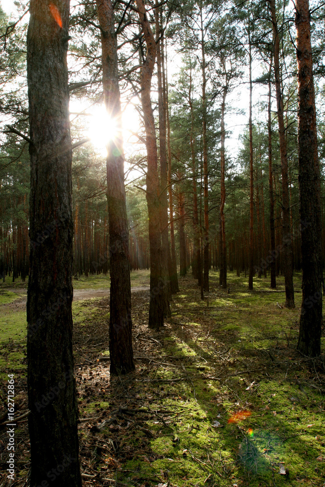 Fototapeta premium Wald in Brandenburg