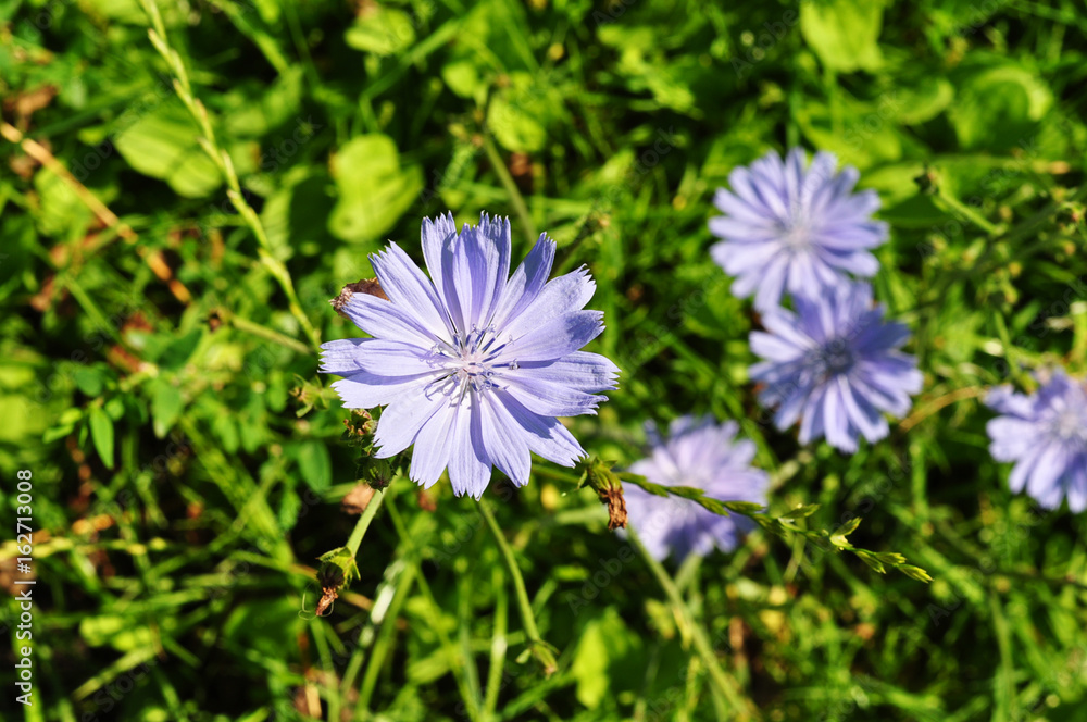 cykoria kwiat cykoria kwiat