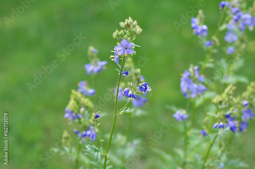 niebieskie polne kwiaty