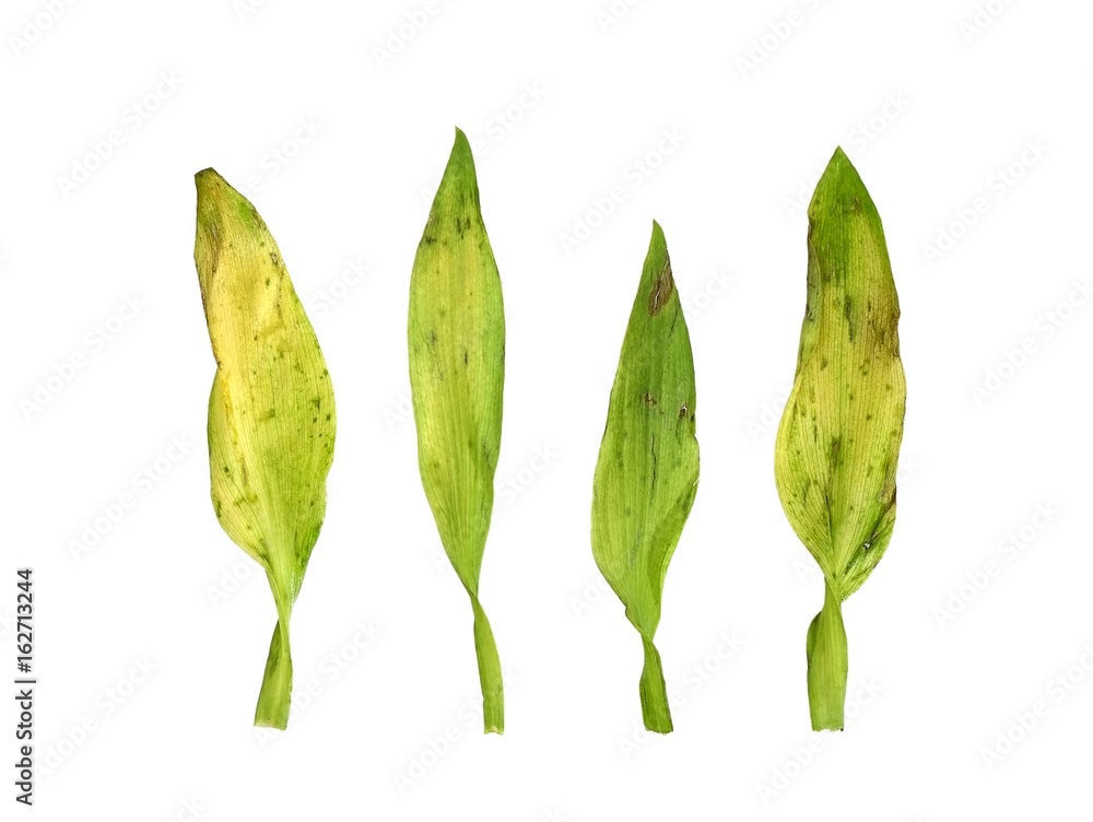 Withered alstroemeria leaves on white background Withered alstroemeria leaves on white background