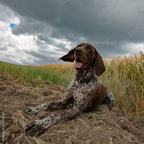 Exhausted dog lying outdoor. Adorable German pointer dog under stormy clouds.