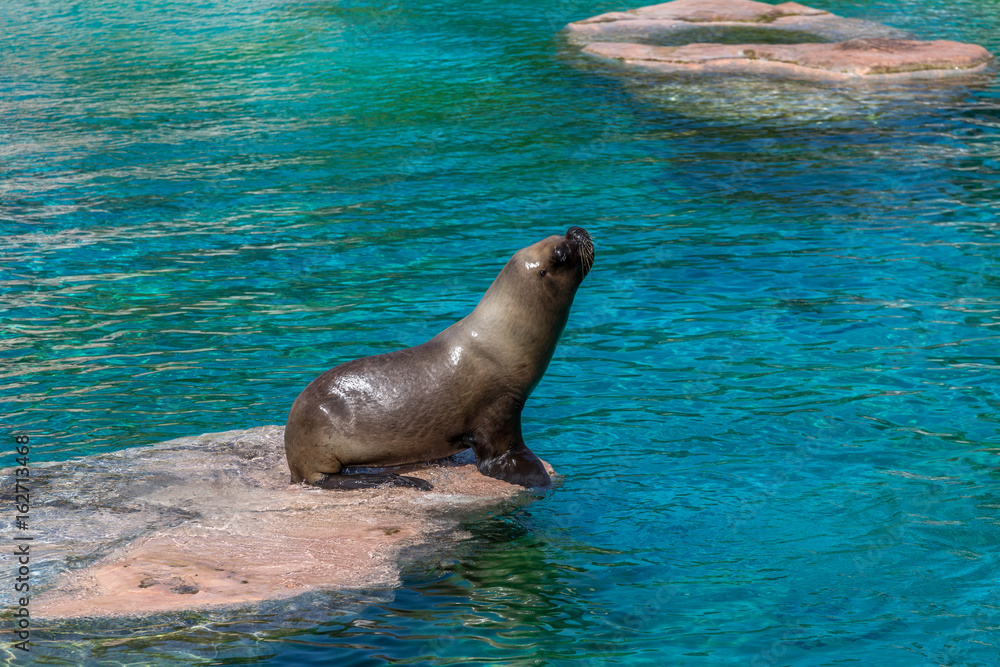 Naklejka premium Male Sea lion standing on a big sea rock stone with blue water surrounding it