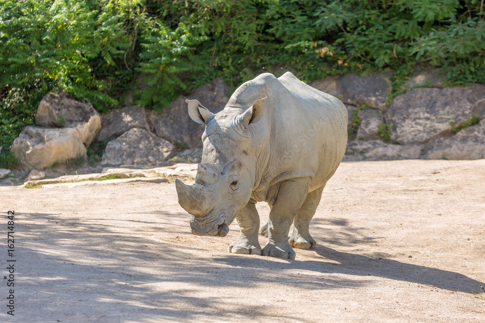 White rhinoceros or square-lipped rhinoceros (Ceratotherium simum) with stones and trees on the background - front view White rhinoceros or square-lipped rhinoceros (Ceratotherium simum) with stones and trees on the background - front view